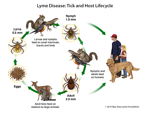 Image result for images of ticks that carry lyme disease