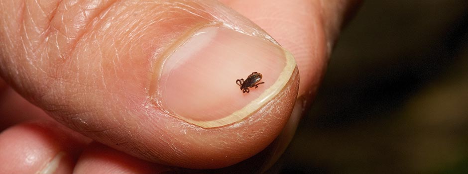 Lyme Disease Help