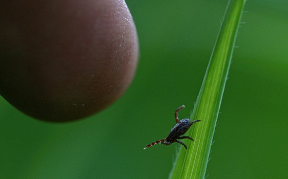 Blacklegged tick