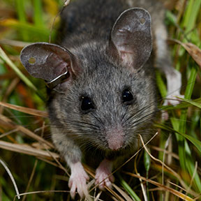 White-Footed Mouse