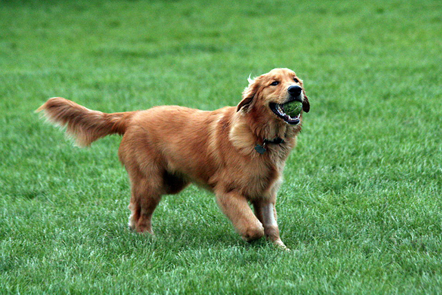 11927-a-golden-retriever-fetching-a-tennis-ball-pv