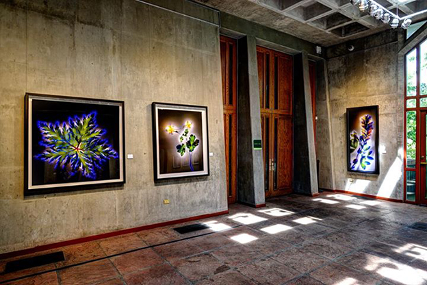 Signs of Life exhibition by Robert Buelteman at the Denver Botanic Gardens