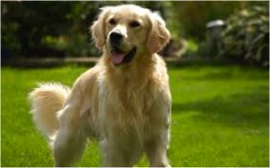 Golden Retriever