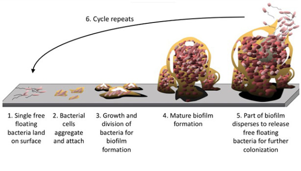 Straight Talk about Biofilms: A New Answer for Treating Lyme Disease ...
