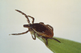Anna Perez This photograph depicts a deer tick, or blacklegged tick, Ixodes scapularis, as it was questing on a blade of grass.The Lyme disease bacterium, Borrelia burgdorferi, is spread through the bite of infected ticks. The blacklegged tick (or deer tick, Ixodes scapularis) spreads the disease in the northeastern, mid-Atlantic, and north-central United States, and the western blacklegged tick, Ixodes pacificus, spreads the disease on the Pacific Coast. Ticks can attach to any part of the human body but are often found in hard-to-see areas such as the groin, armpits, and scalp. In most cases, the tick must be attached for 36-48 hours or more before the Lyme disease bacterium can be transmitted.Most humans are infected through the bites of immature ticks called nymphs. Nymphs are tiny (less than 2mm) and difficult to see; they feed during the spring and summer months. Adult ticks can also transmit Lyme disease bacteria, but they are much larger and may be more likely to be discovered and removed before they have had time to transmit the bacteria. Adult Ixodes ticks are most active during the cooler months of the year.