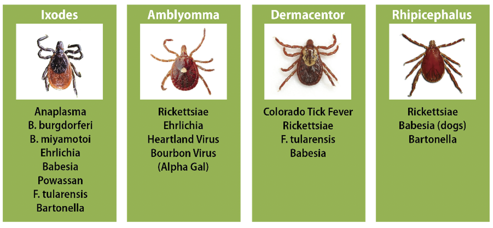 how do you know if your dog has lyme disease