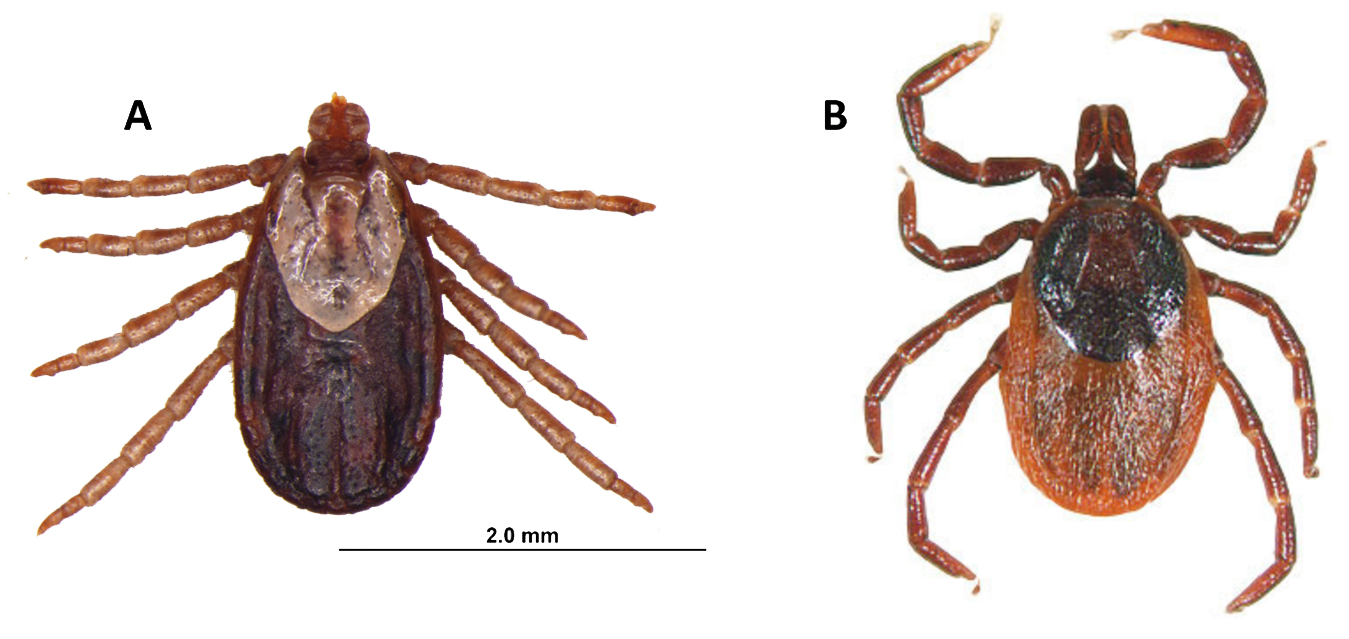 (A) Adult female Dermacentor albipictus. (B) Adult Female Ixodes pacificus