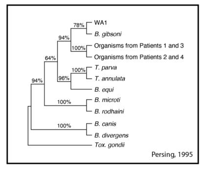 Genetic distance tree rooted to Toxoplasma gondii, of California patients discussed in paper.