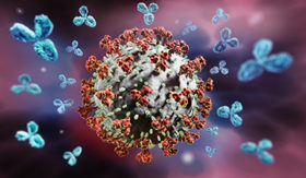 Corona virus attacked by Antibodies