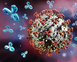 Corona virus attacked by Antibodies