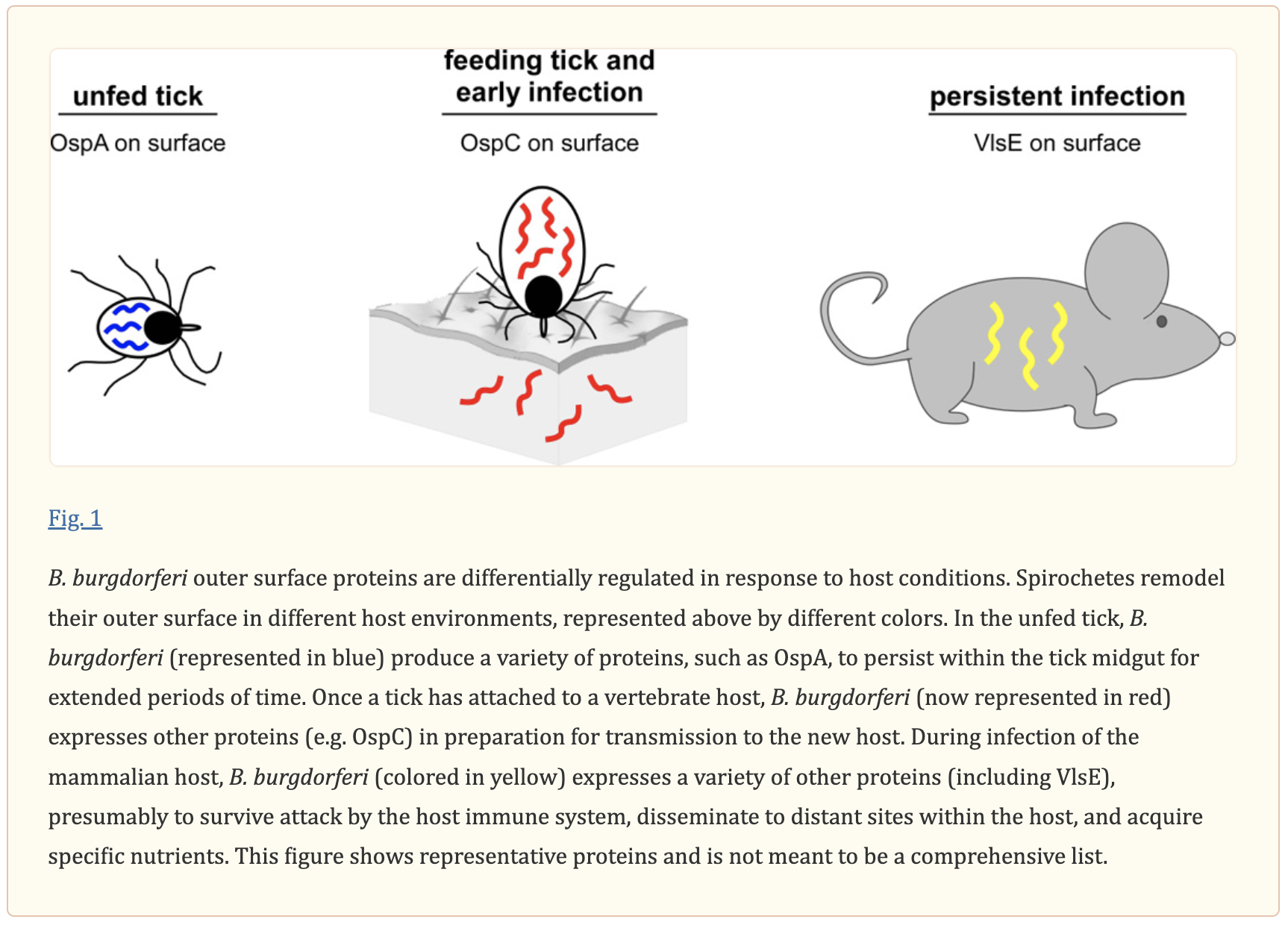 Biology of Infection with Borrelia burgdorferi