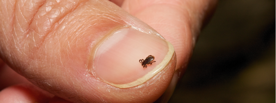 Tick on a thumb