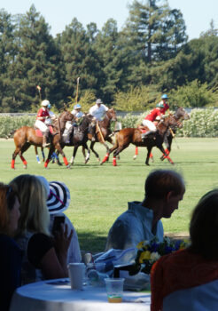 Polo for Lyme