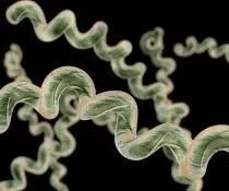 LymeLnk borrelia photo