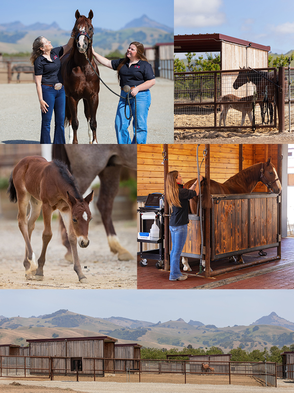 Red Arrow Ranch auction item for LymeAid 2026